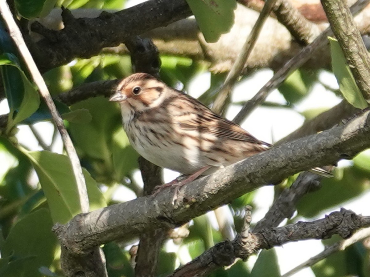 Little Bunting - Barry Reed