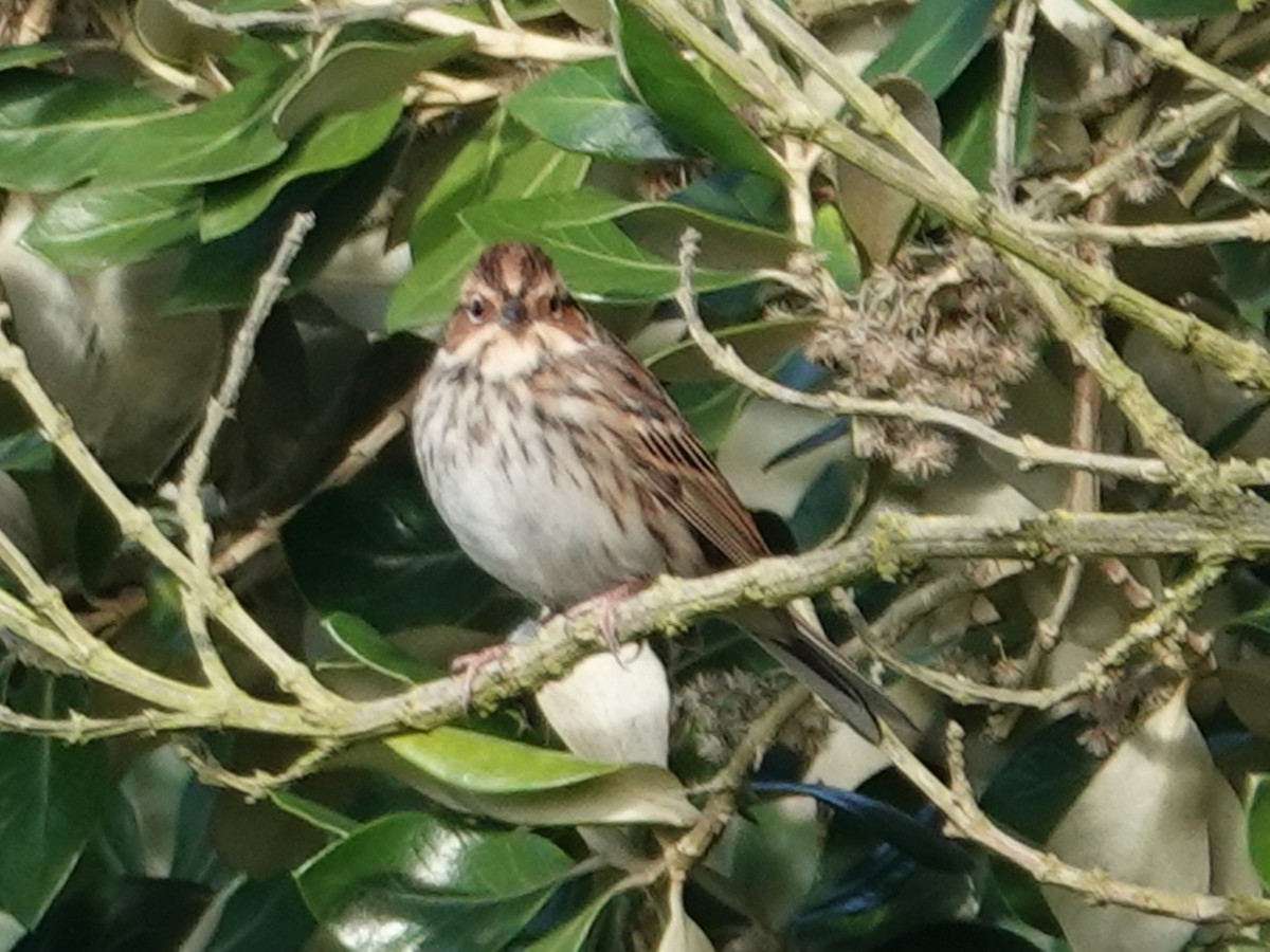 Little Bunting - Barry Reed