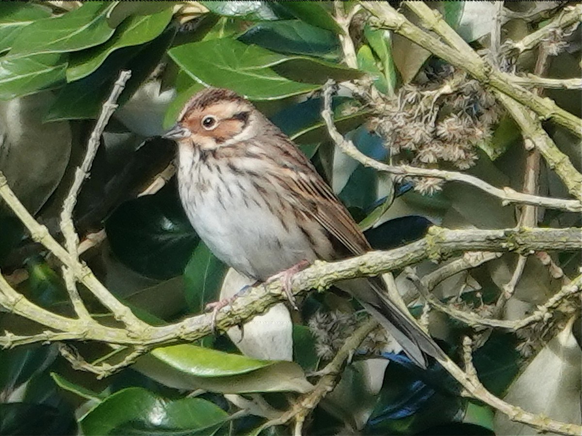 Little Bunting - ML609932219