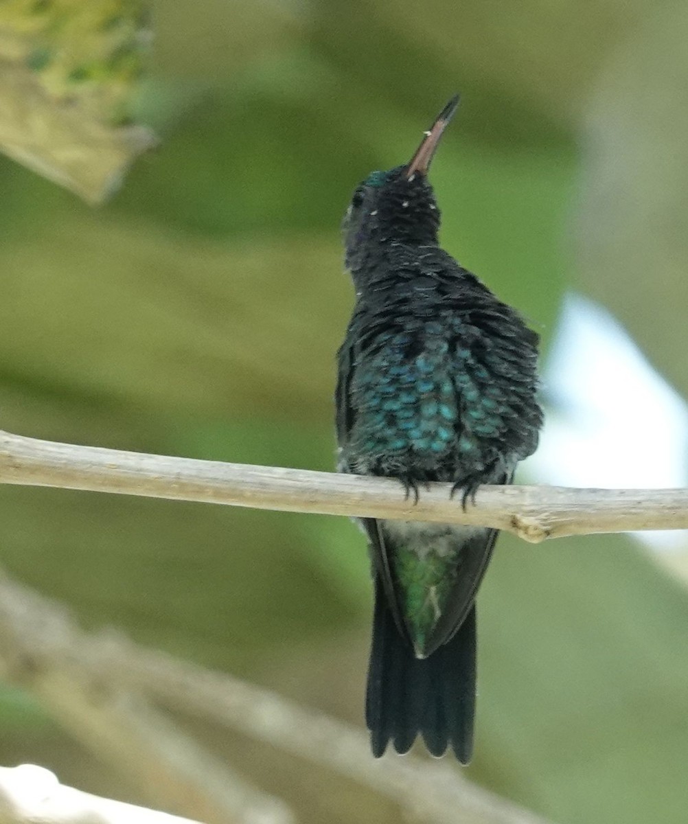 kolibřík safírovohrdlý - ML609932309