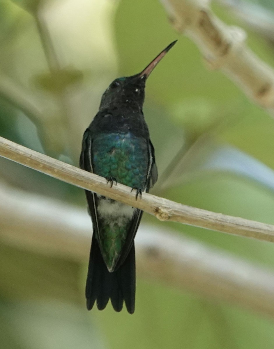 kolibřík safírovohrdlý - ML609932319