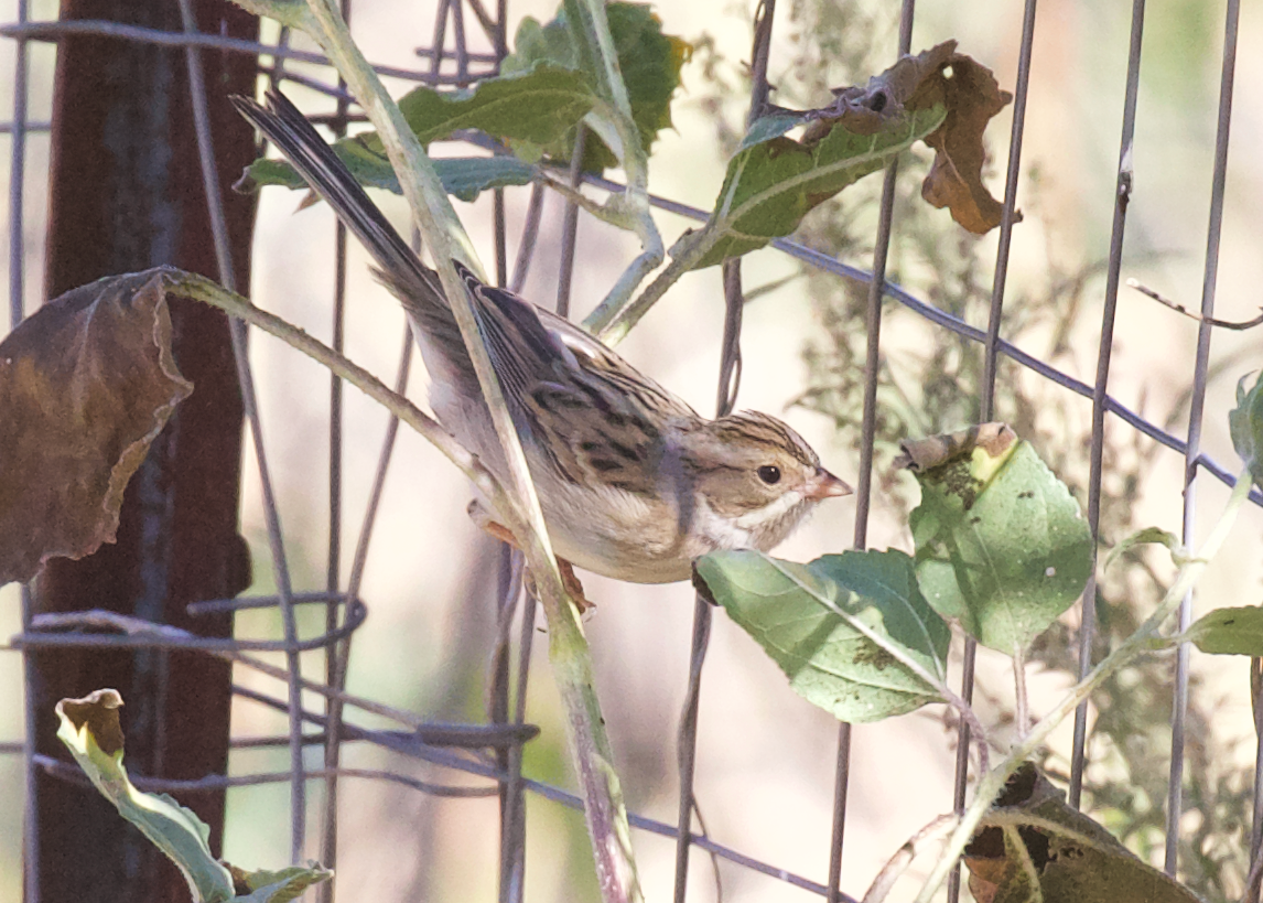 Clay-colored Sparrow - ML609932338