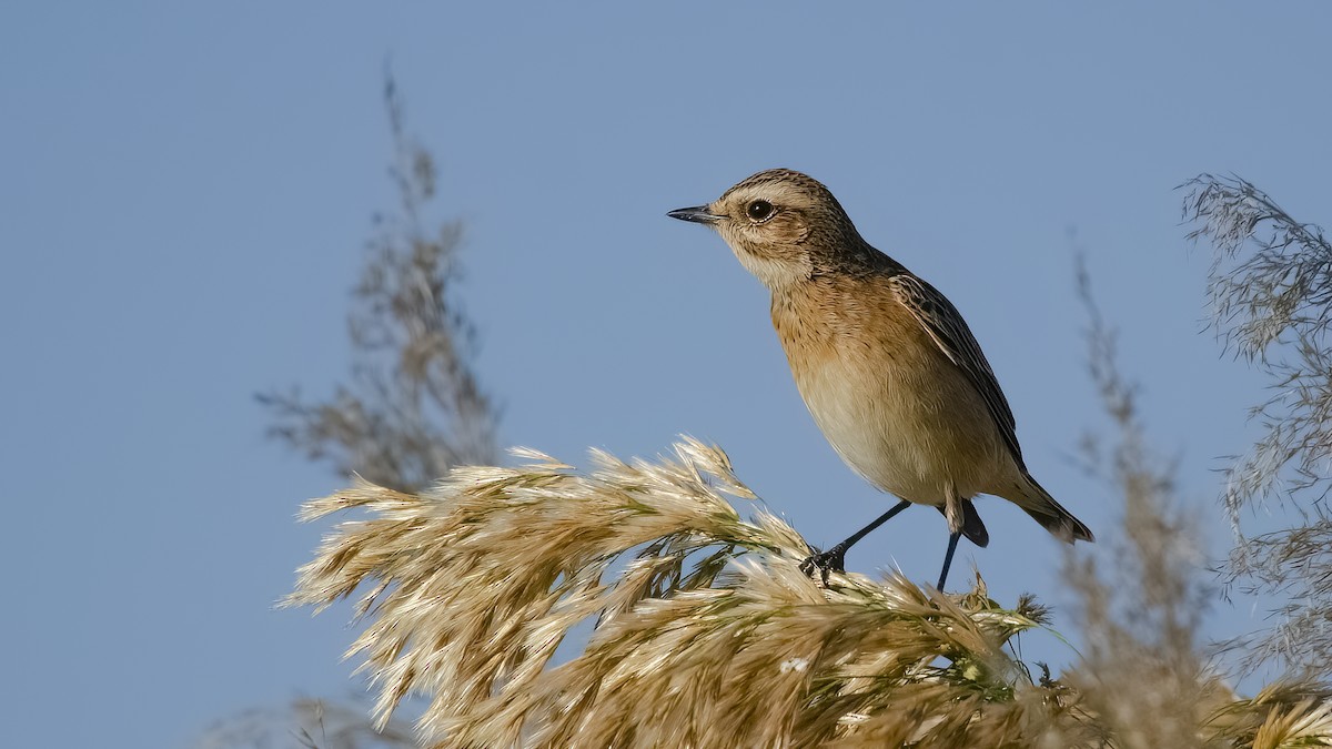 Whinchat - ML609932340