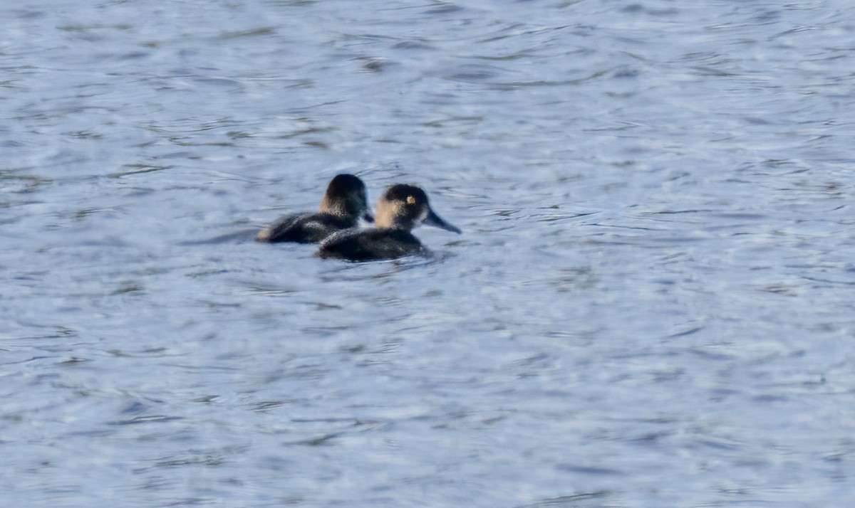 Greater Scaup - ML609932387