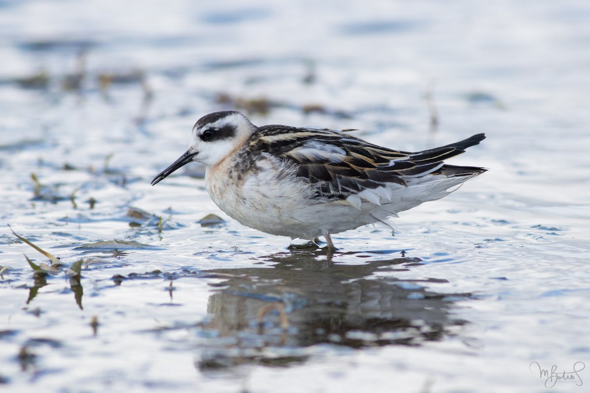 Red-necked Phalarope - Mario Botros