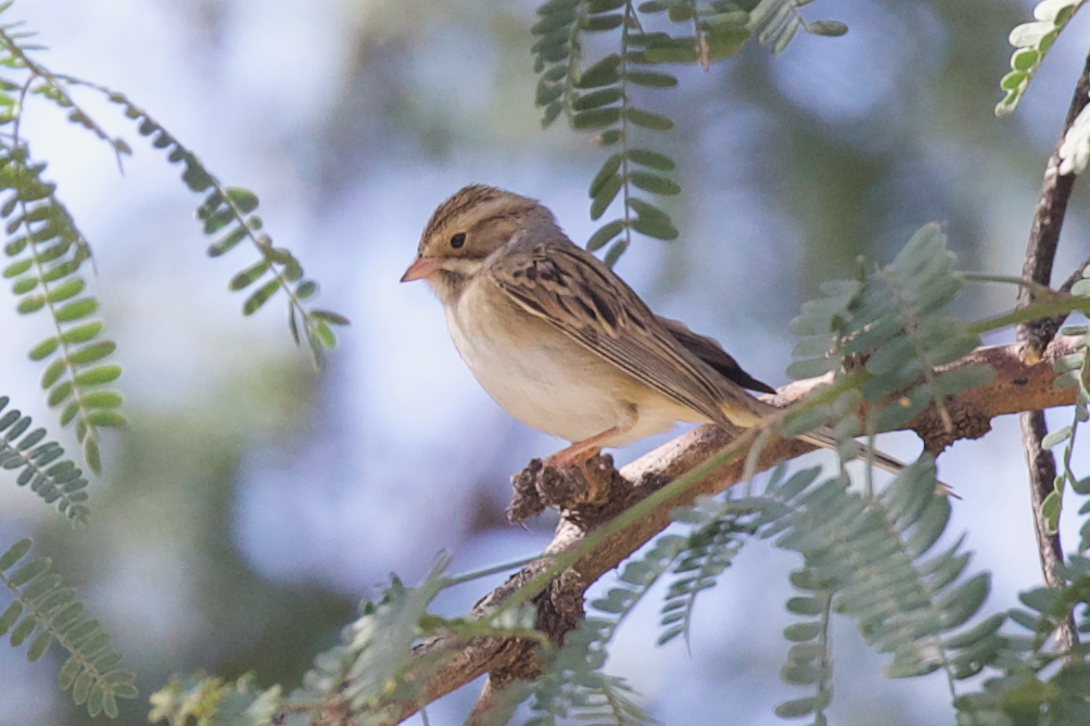Clay-colored Sparrow - ML609932425