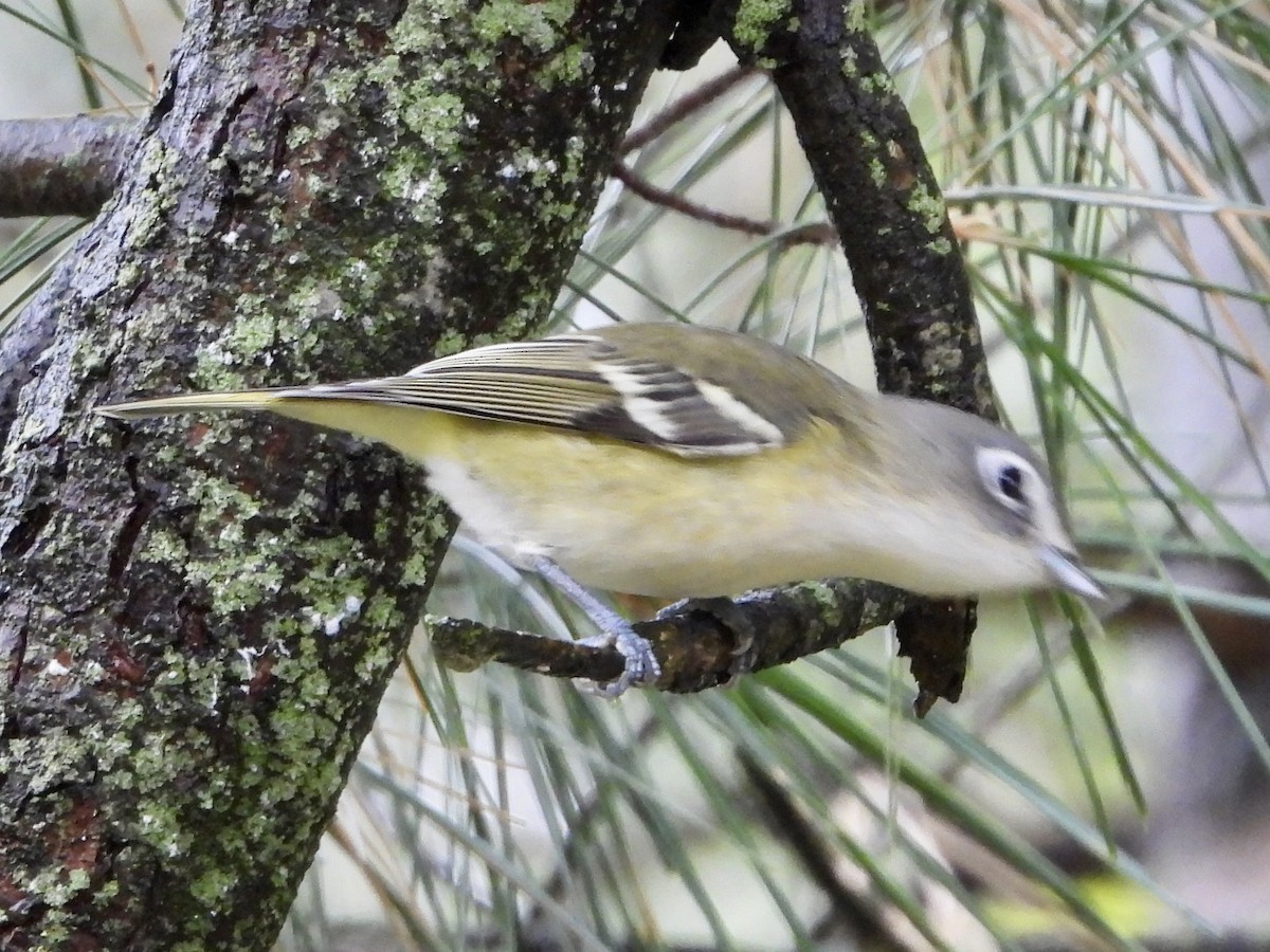 Blue-headed Vireo - ML609932457