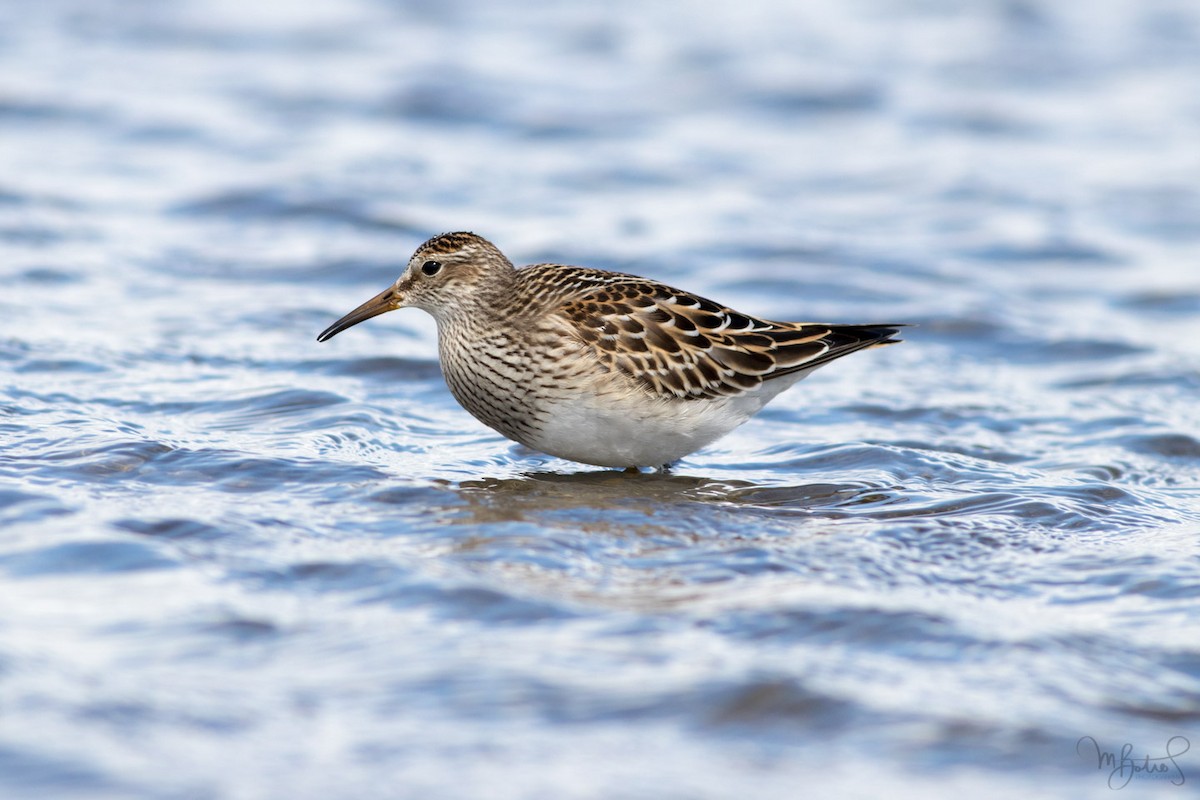 Pectoral Sandpiper - ML609932476