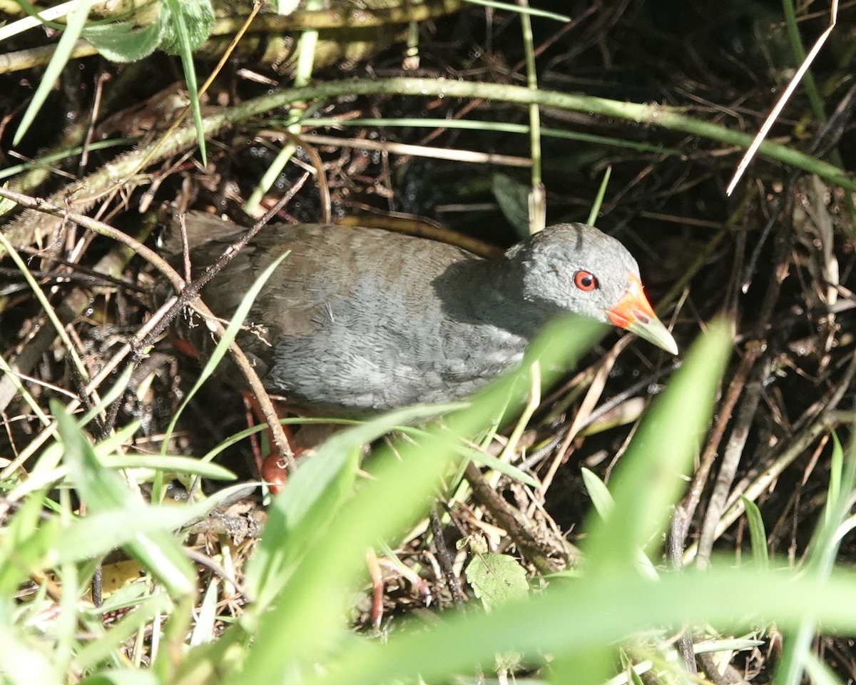 Paint-billed Crake - ML609932489