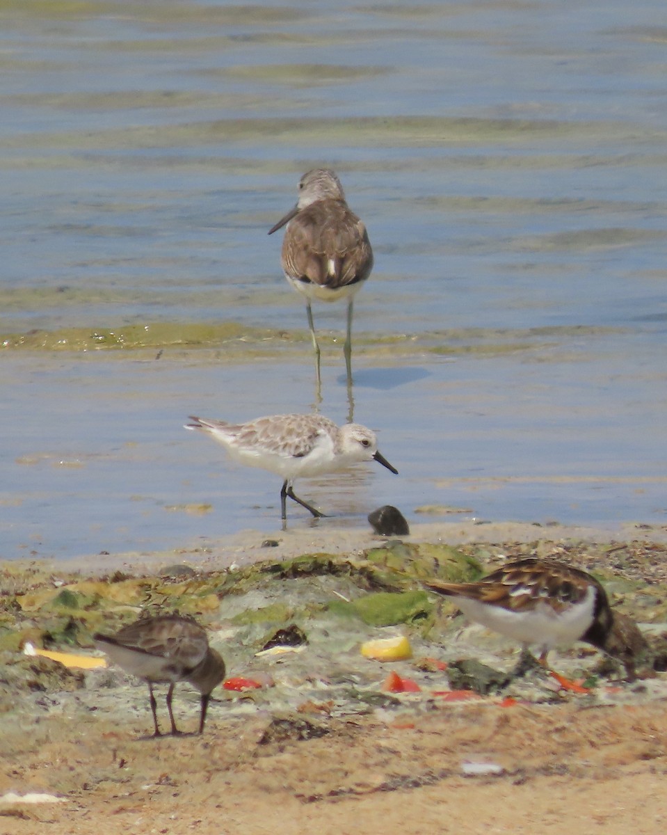 Bécasseau sanderling - ML609932493