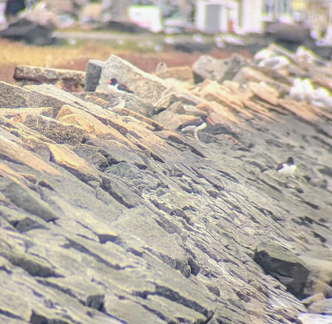 American Oystercatcher - ML609932510