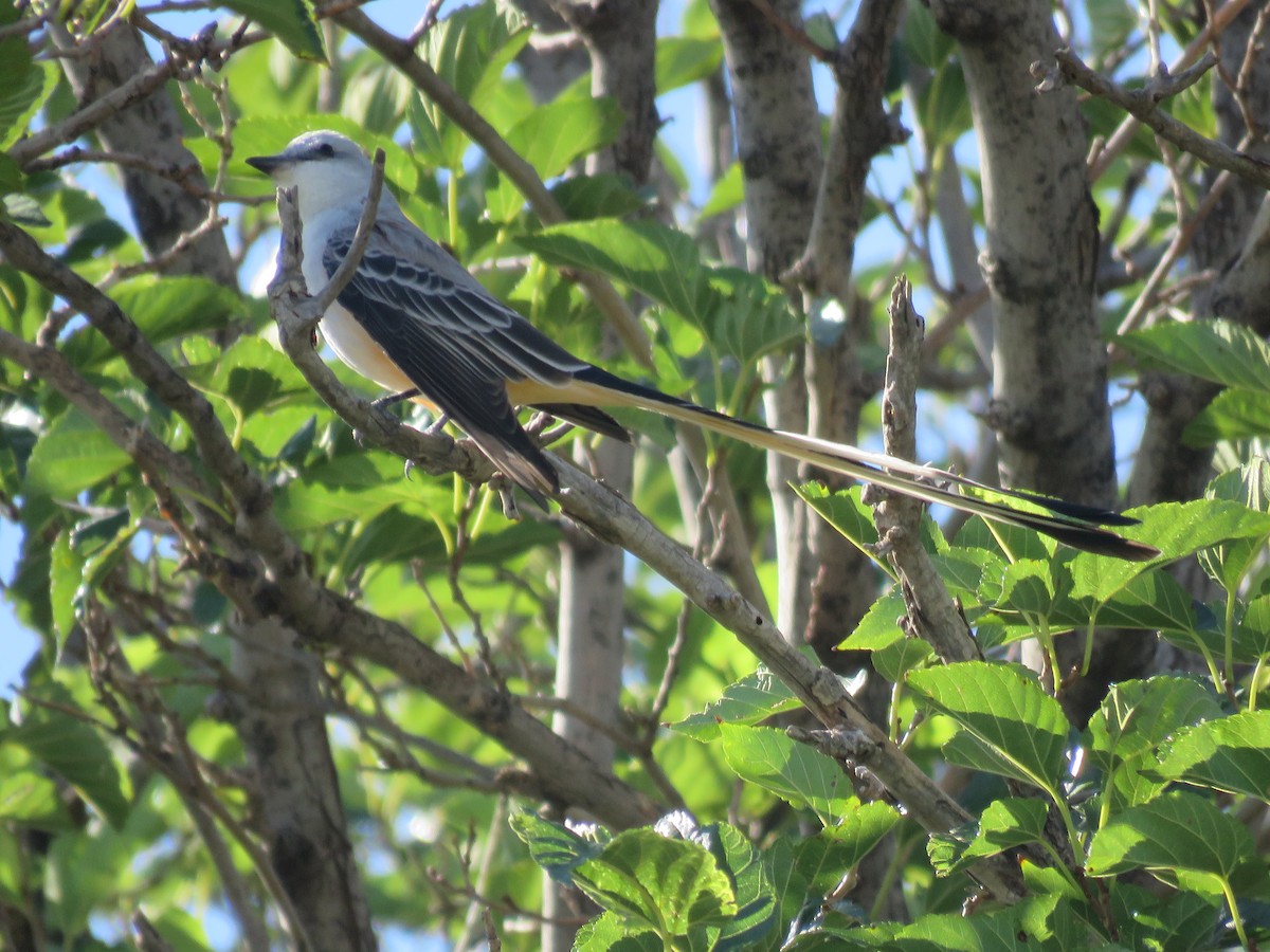 Scissor-tailed Flycatcher - ML609932706