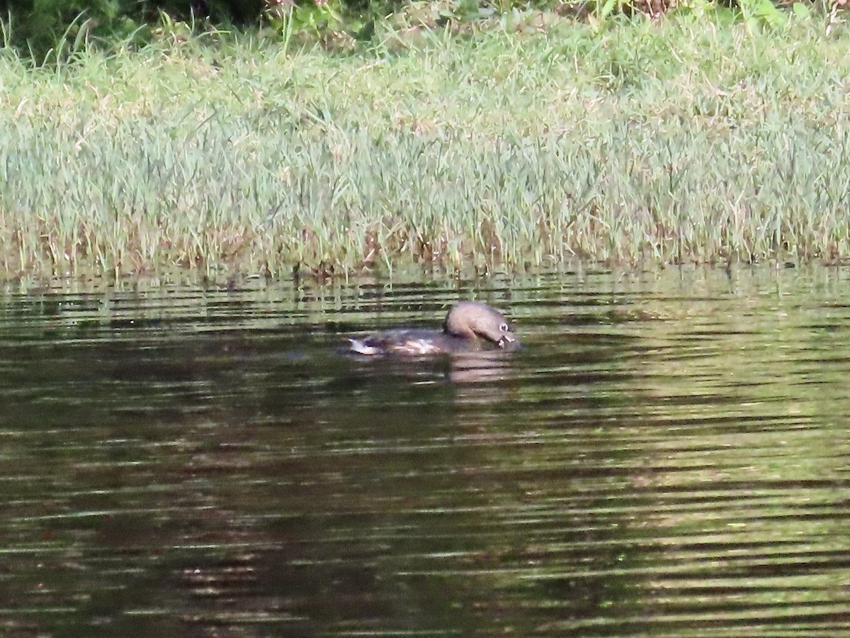 Pied-billed Grebe - ML609933149