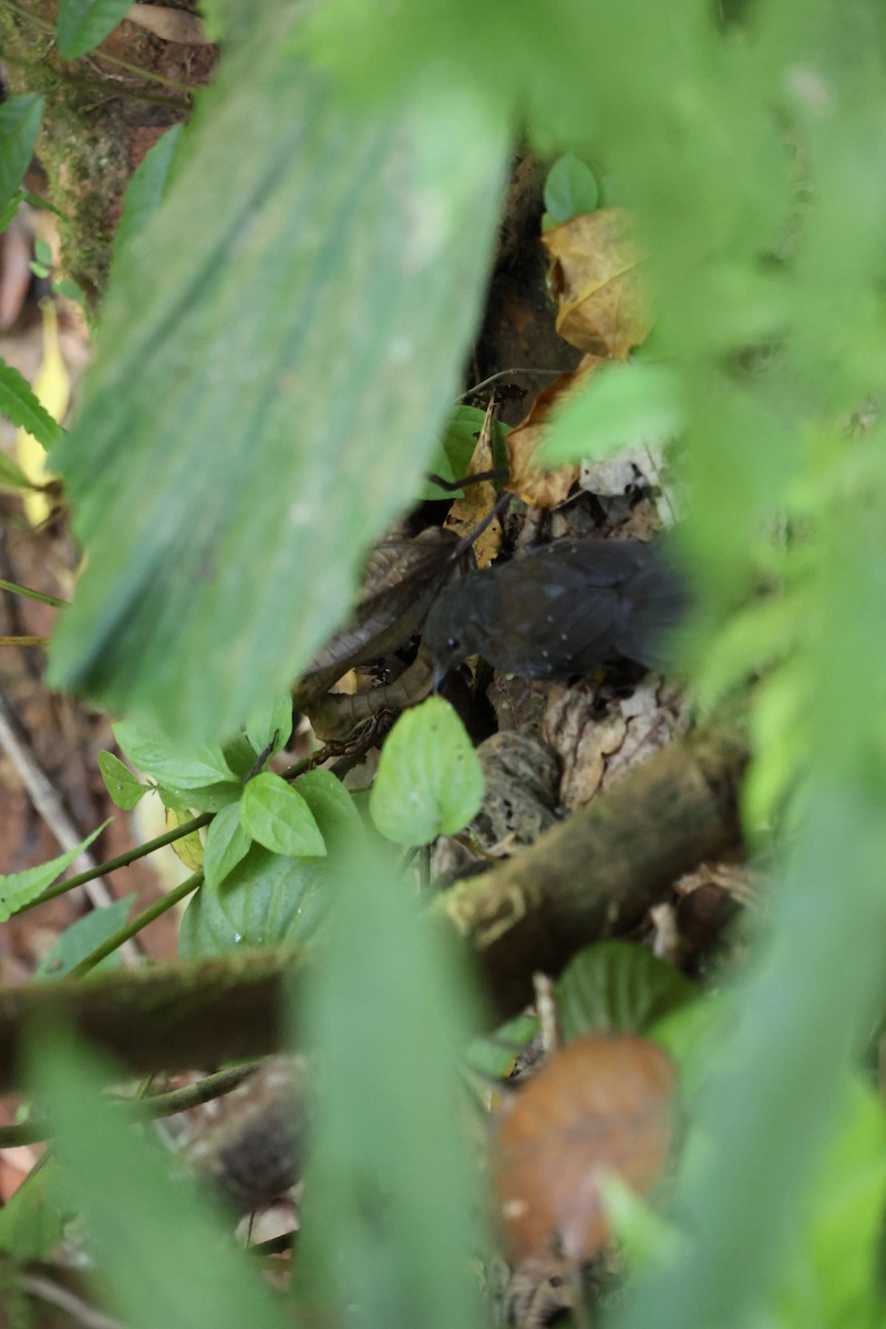Brownish-headed Antbird - Koen Haverkate