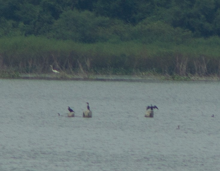 Neotropic Cormorant - ML609933238