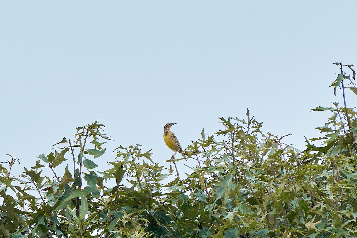 Eastern Meadowlark - Sheng Jiang