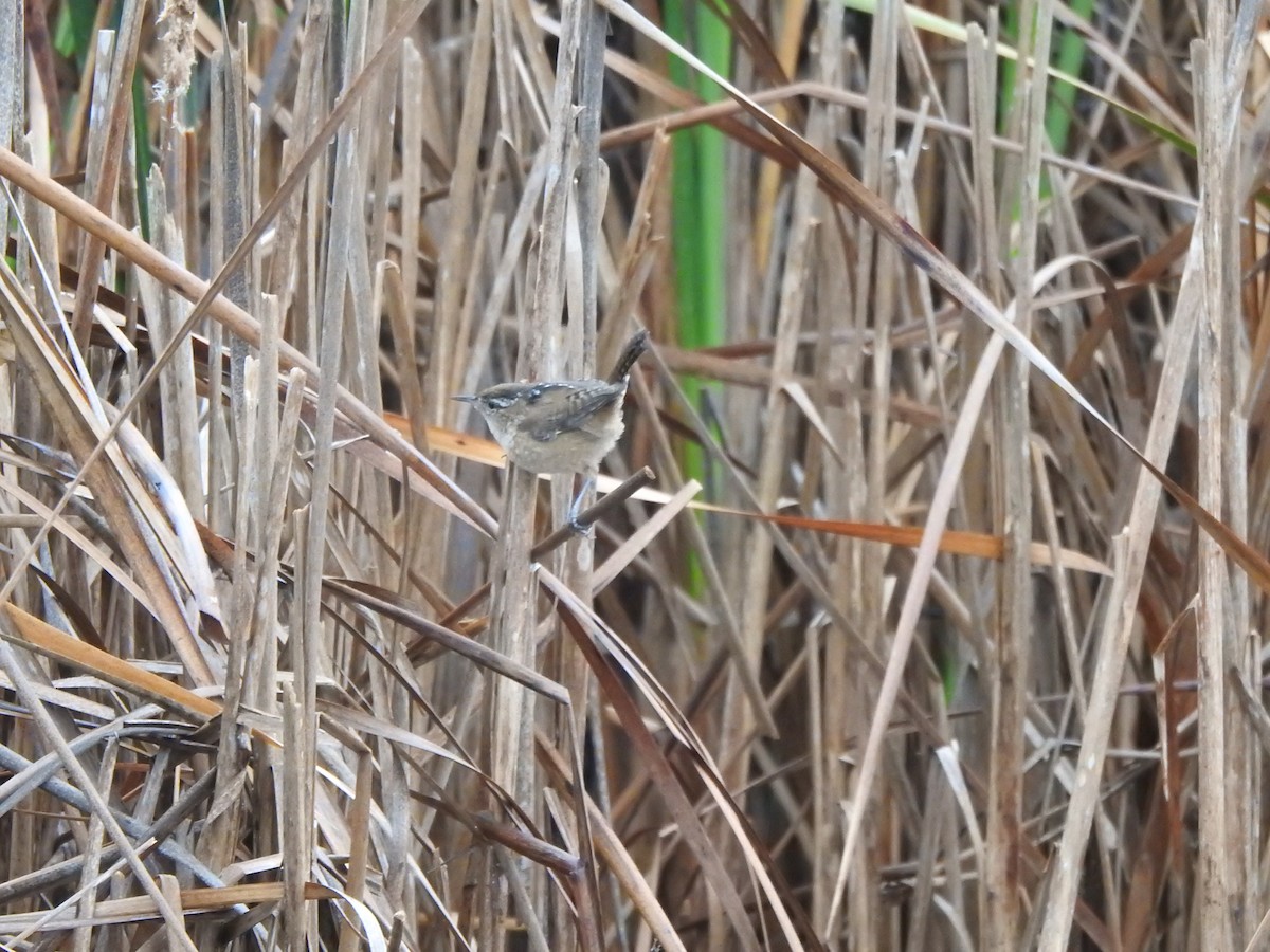 Marsh Wren - ML609933297