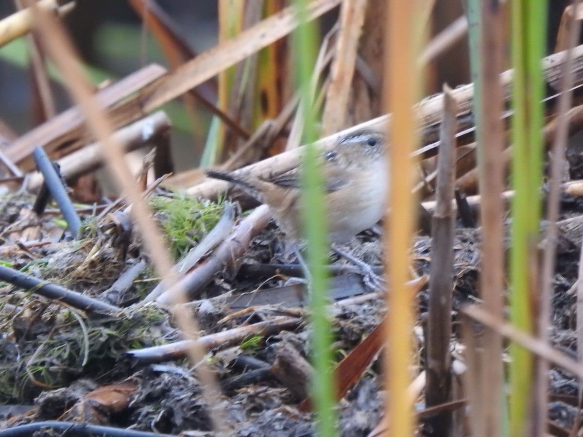 Marsh Wren - ML609933298