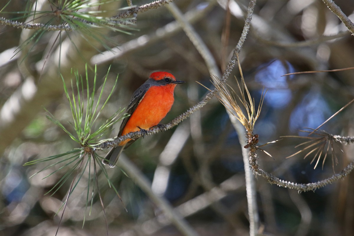 Vermilion Flycatcher - Jamie Chavez