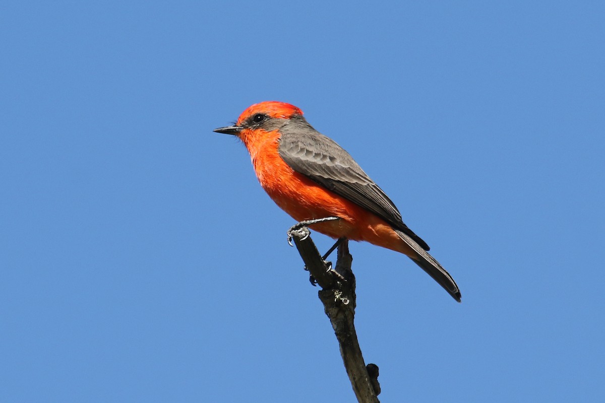 Vermilion Flycatcher - Jamie Chavez