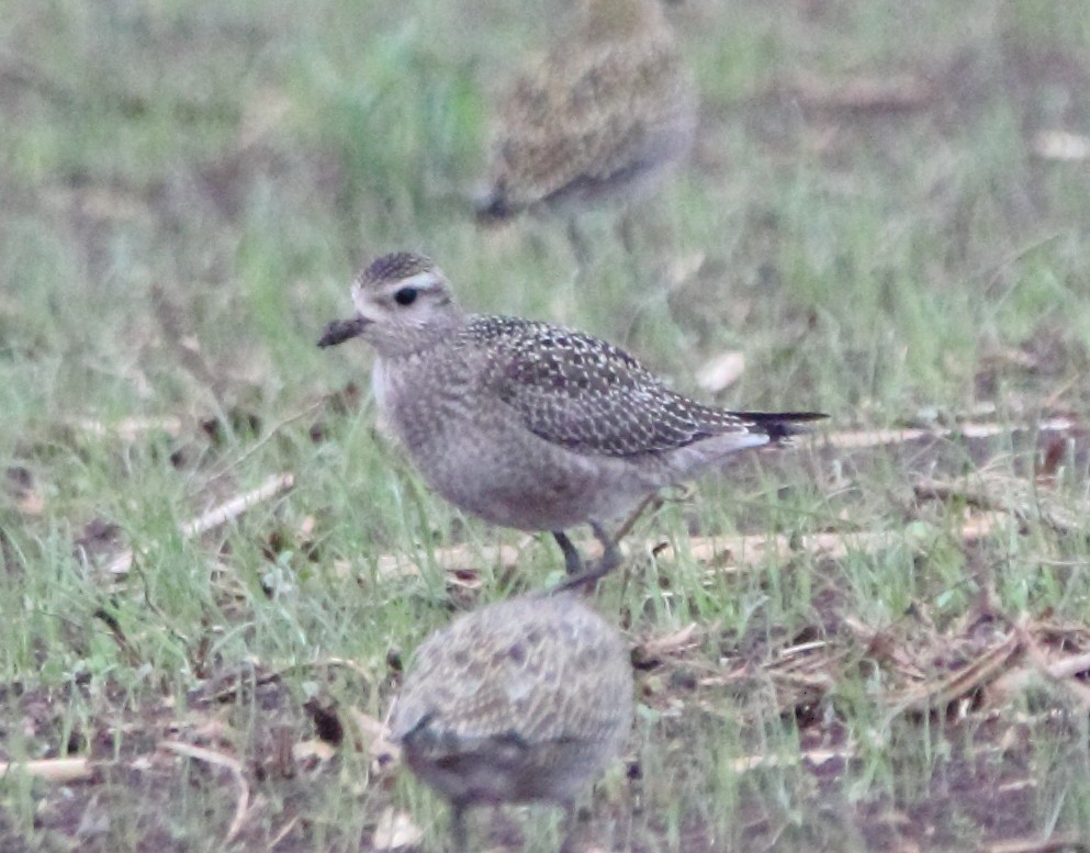 American Golden-Plover - Pablo Miki Garcia Gonzalez
