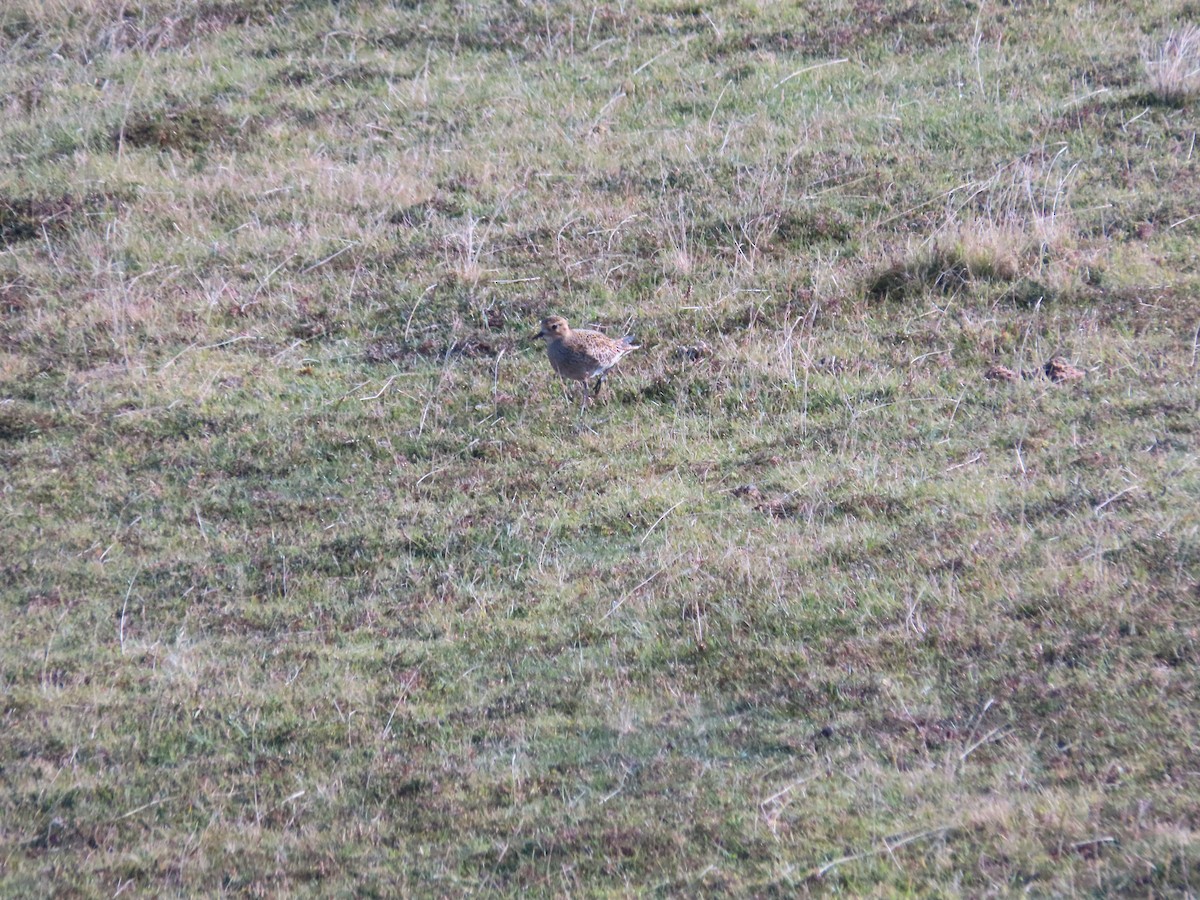 European Golden-Plover - Sean Morris