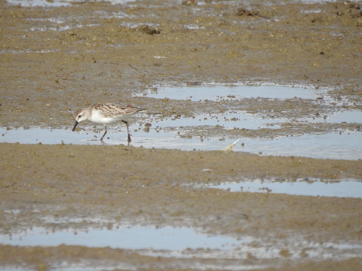 Semipalmated Sandpiper - ML609933407