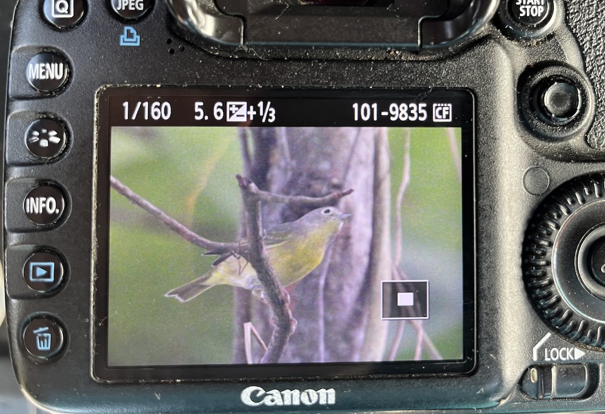 Nashville Warbler - ML609933444