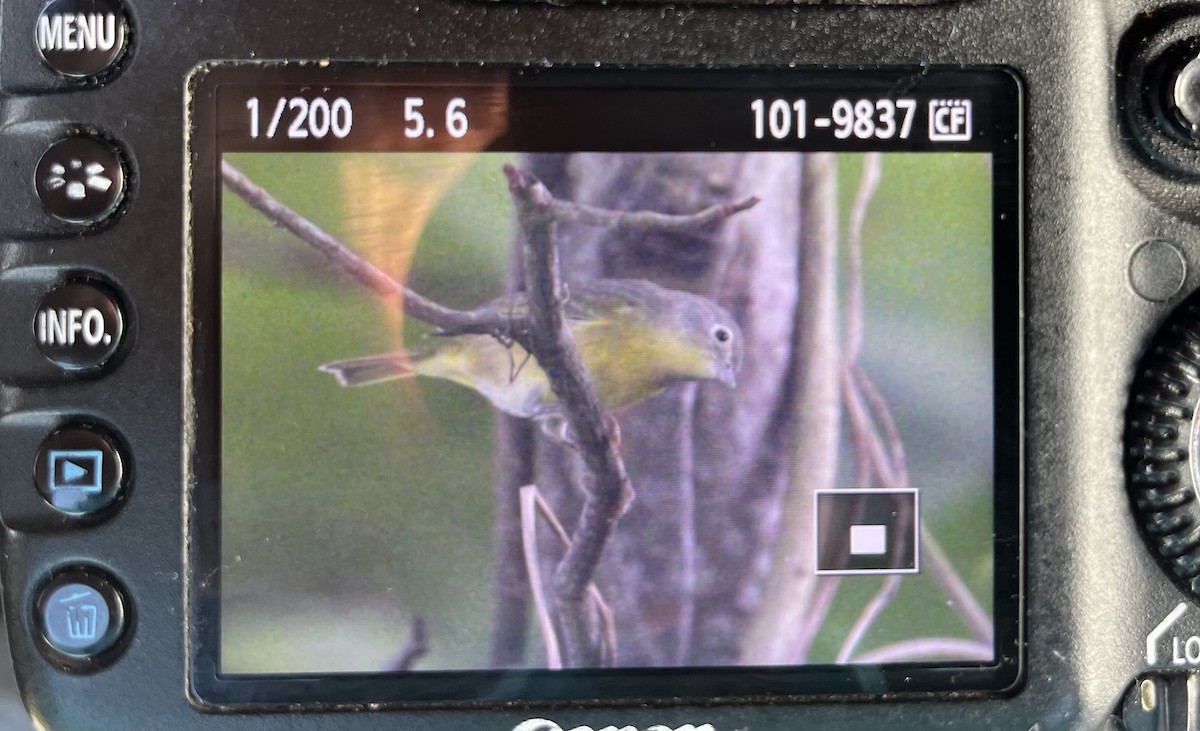 Nashville Warbler - ML609933445