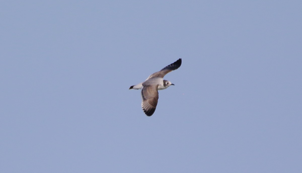 Franklin's Gull - José Hugo Martínez Guerrero