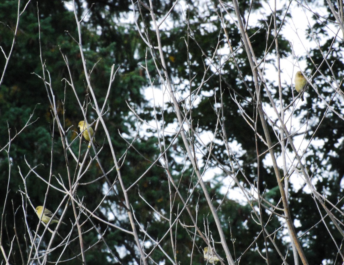 Lesser Goldfinch - Max Thayer