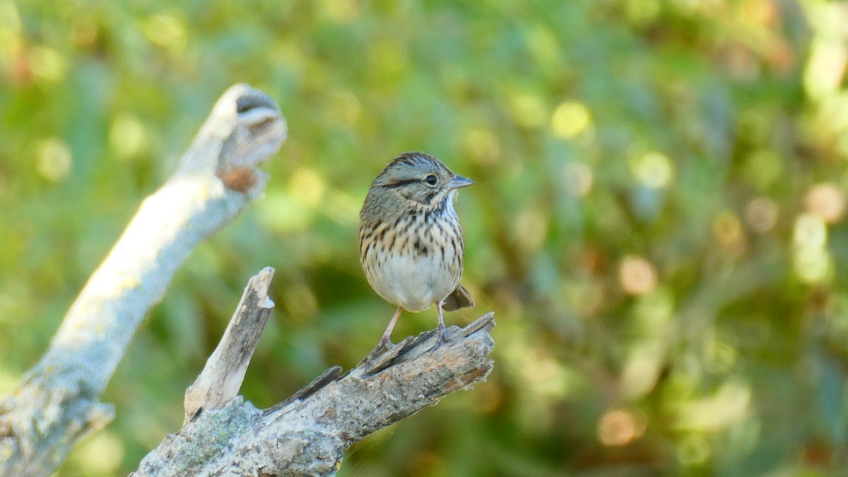 Lincoln's Sparrow - ML609933489