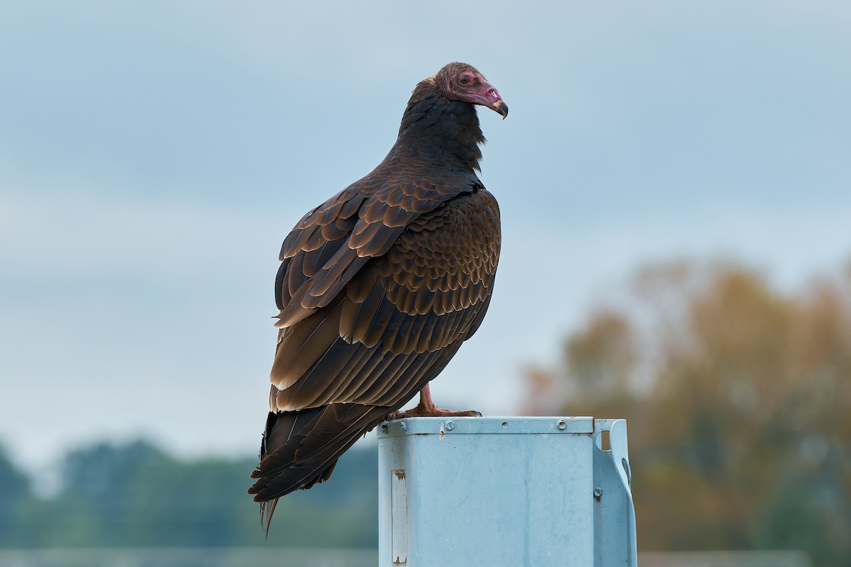 Turkey Vulture - ML609933581