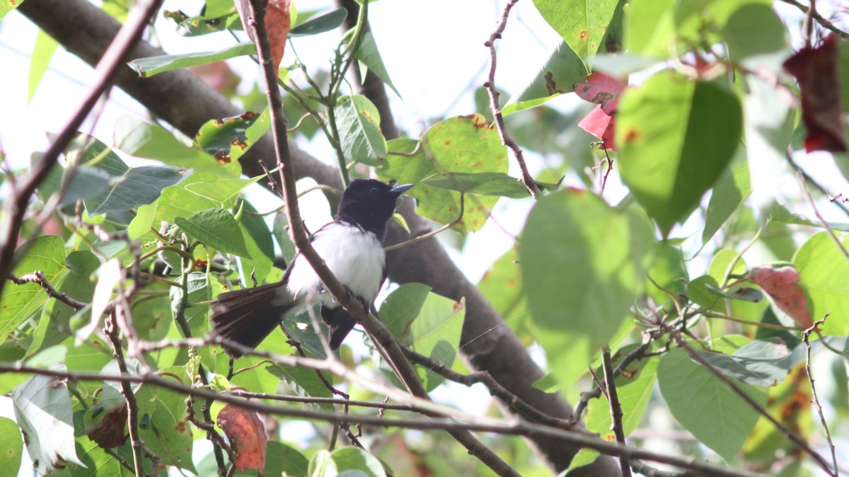 Steel-blue Flycatcher - ML609933595