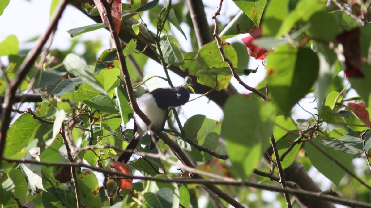 Steel-blue Flycatcher - ML609933609