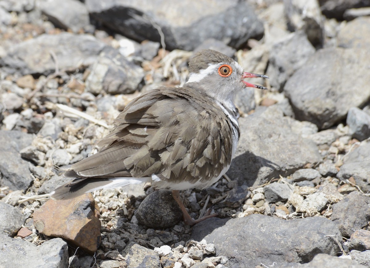 Three-banded Plover - Bertina K