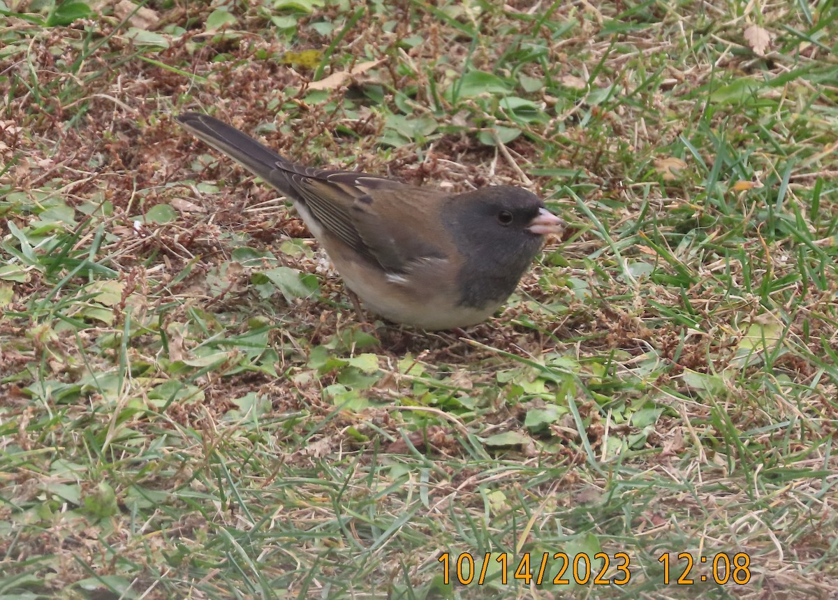 Dark-eyed Junco (Slate-colored) - Fran Kerbs