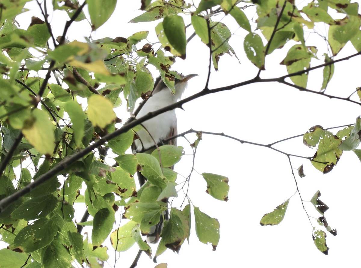 Yellow-billed Cuckoo - ML609933718