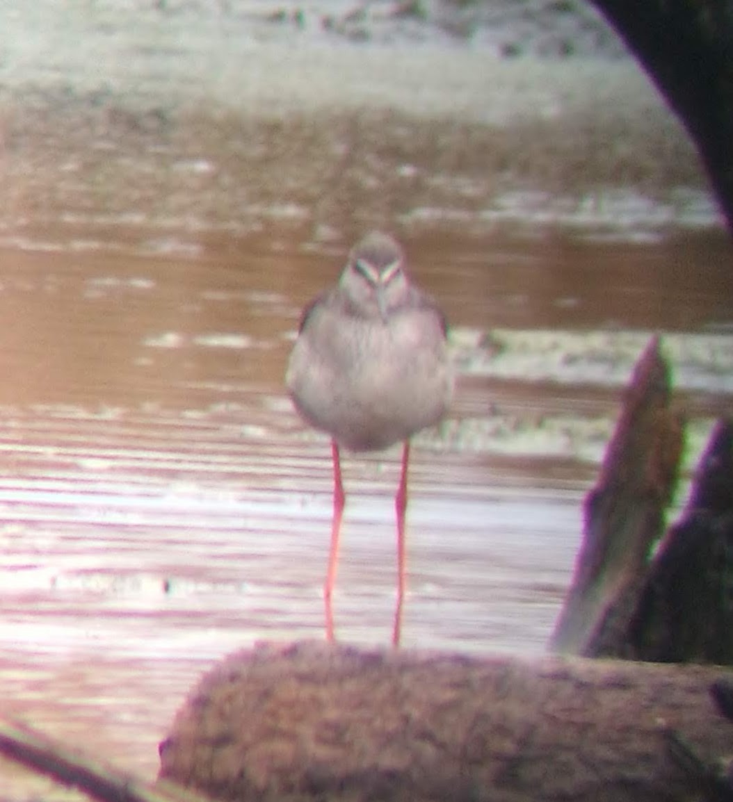 Spotted Redshank - ML609933908