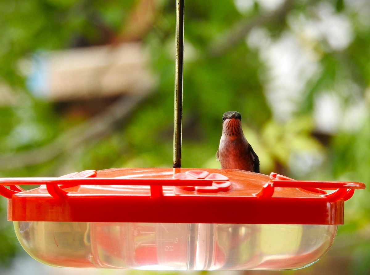 Ruby-throated Hummingbird - ML609934140