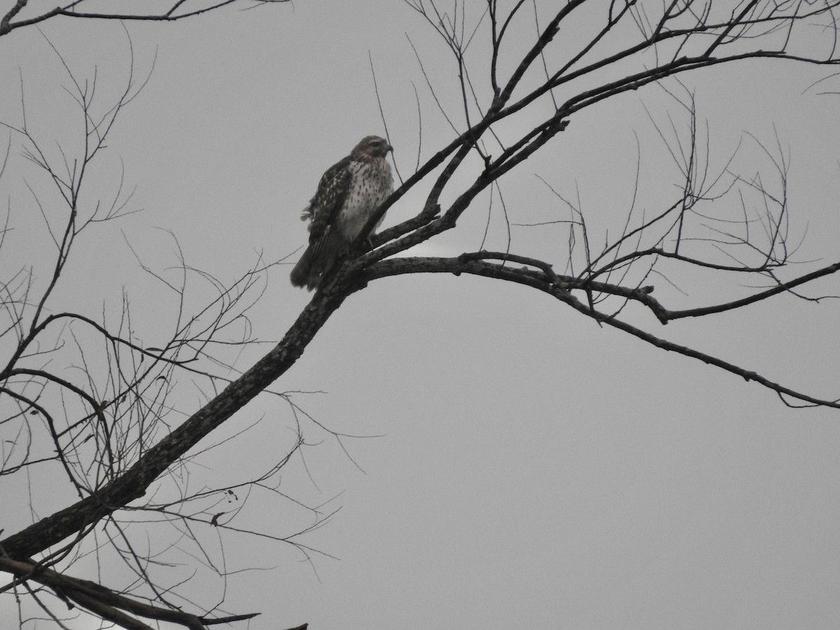 Red-shouldered Hawk - ML609934176