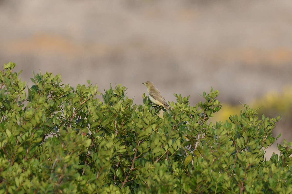 Melodious Warbler - ML609934182