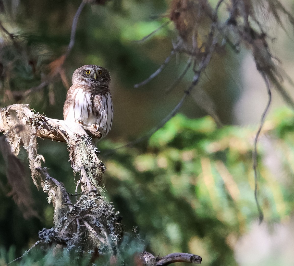 Eurasian Pygmy-Owl - ML609934183