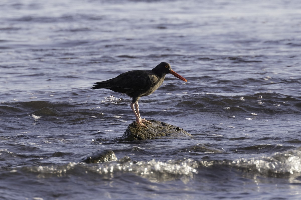 Black Oystercatcher - ML609934252