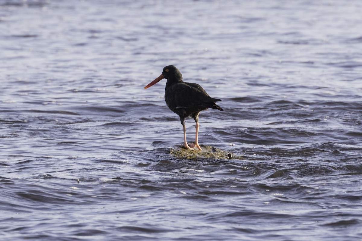 Black Oystercatcher - ML609934254