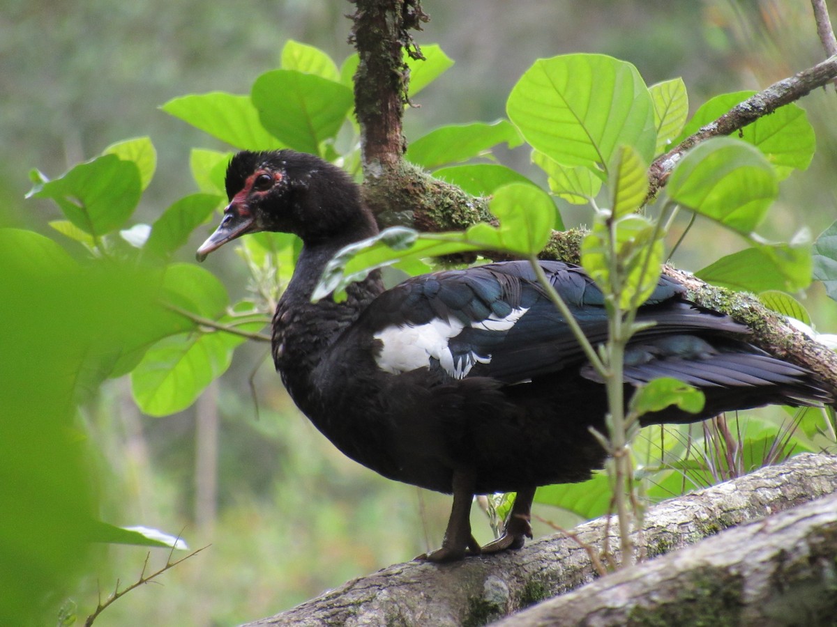 Muscovy Duck - ML609934373