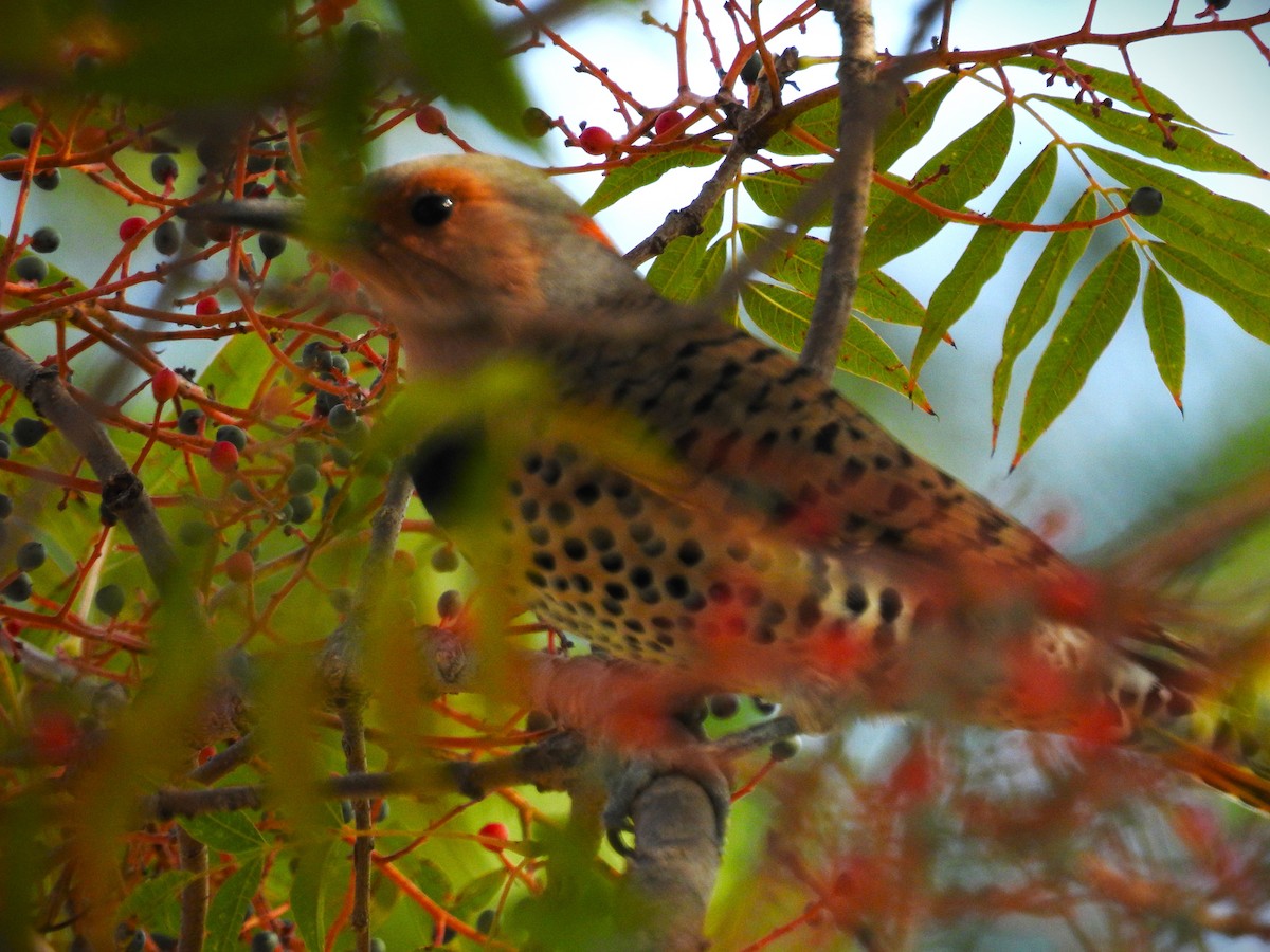 Northern Flicker (Yellow-shafted) - ML609934463