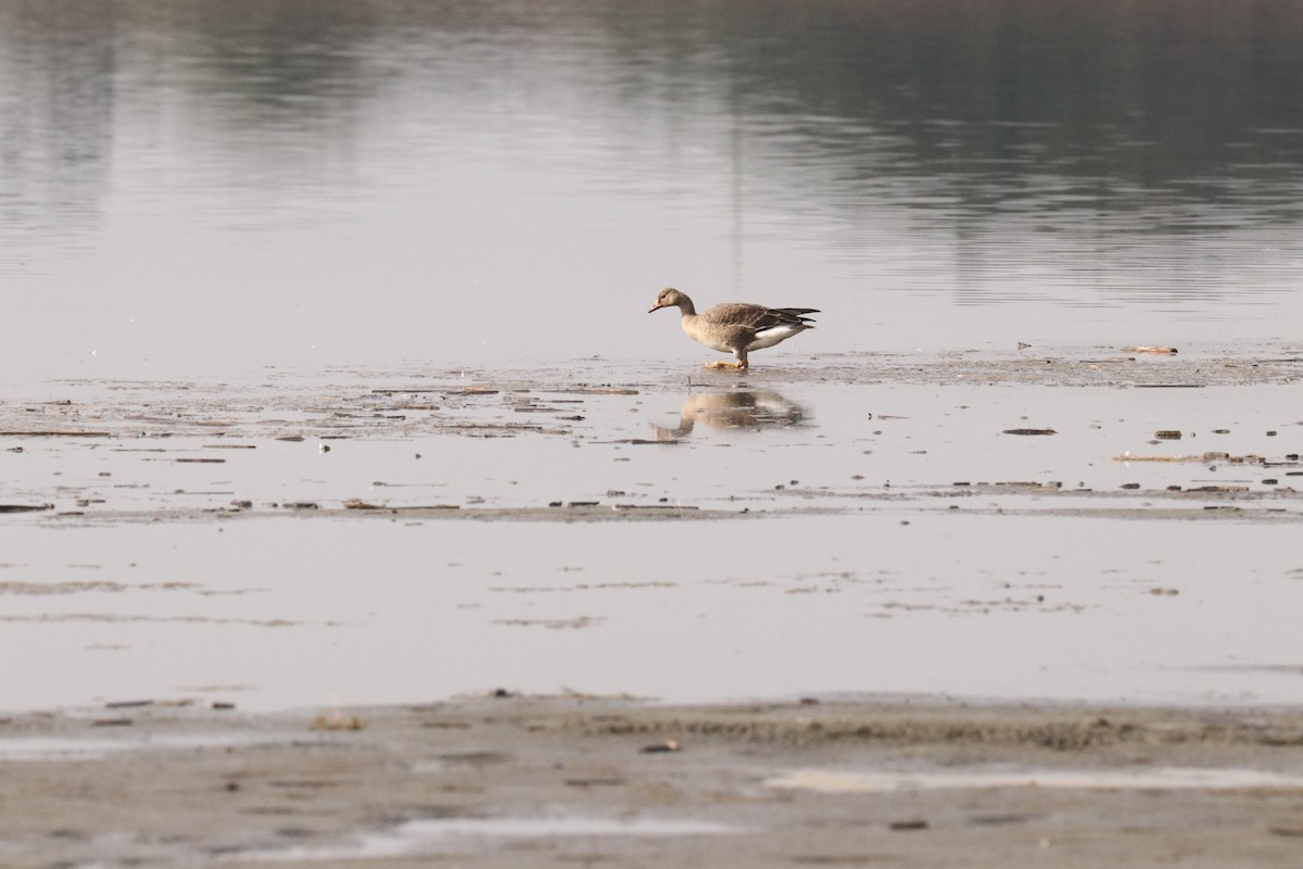 Greater White-fronted Goose - ML609934468