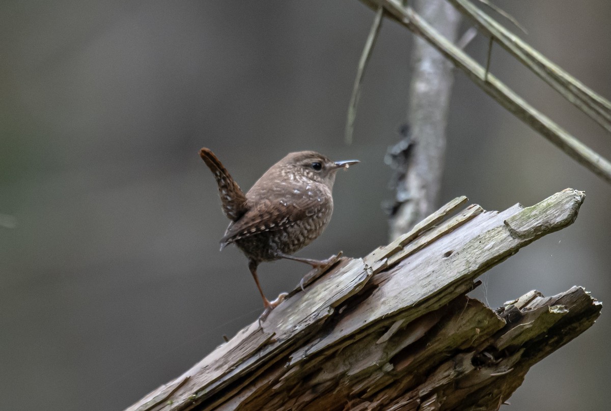 Winter Wren - ML609934482