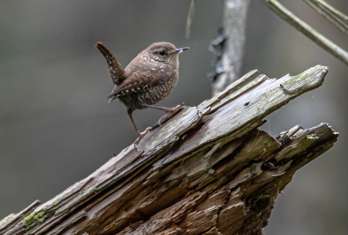 Winter Wren - ML609934483